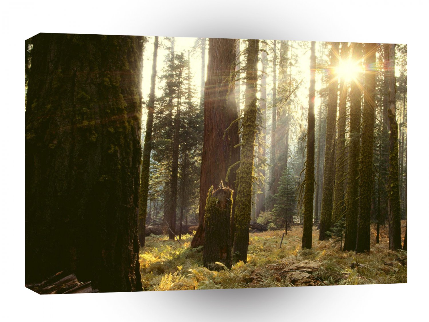 Forest Reaching Through Giant A1 XLarge Canvas