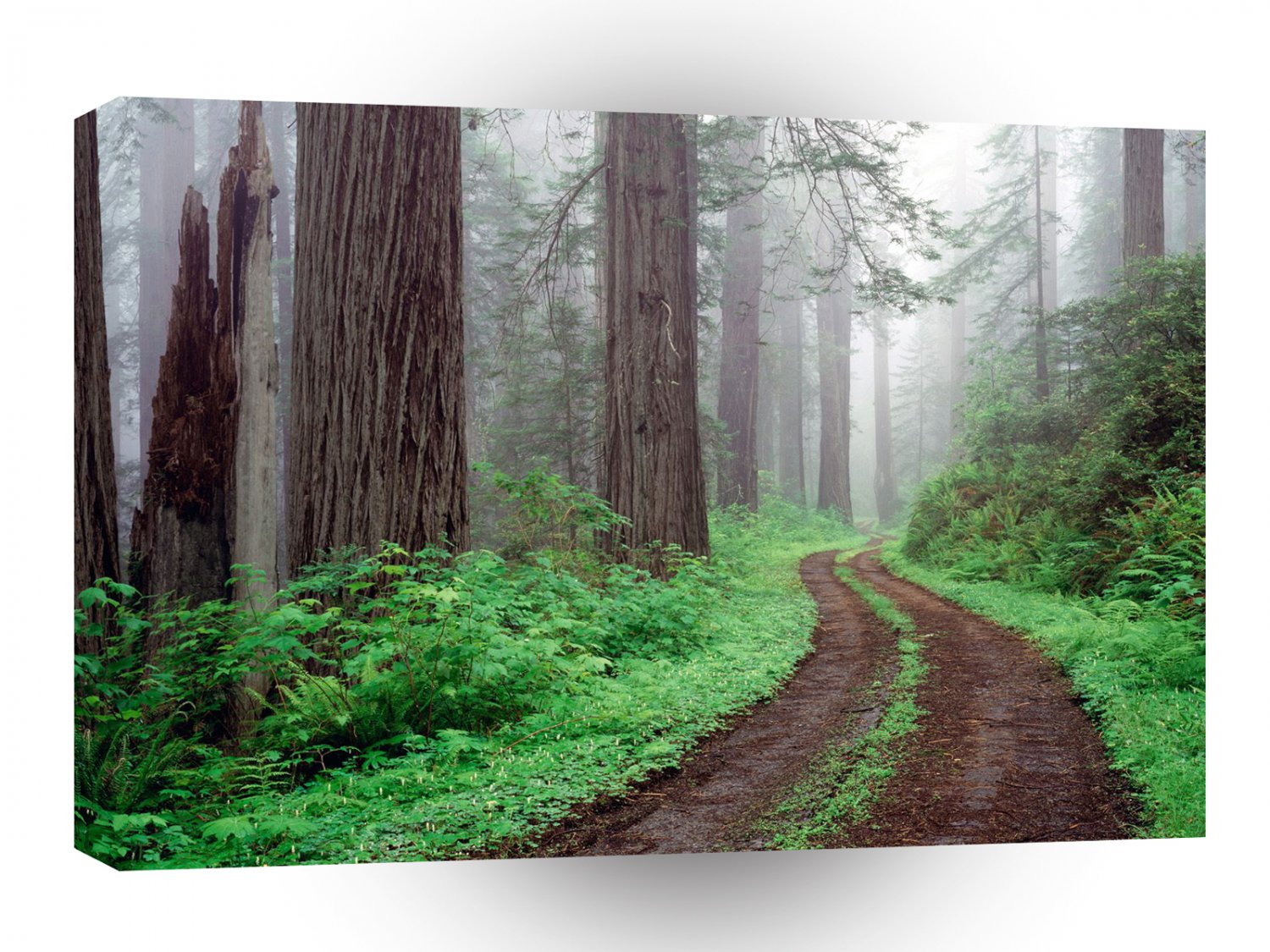Forest Redwood A1 XLarge Canvas
