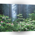 Forest Redwoods Blooming Rhododendrons A1 XLarge Canvas