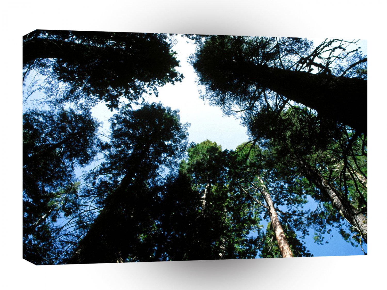 Forest Redwoods Sequoias A1 XLarge Canvas