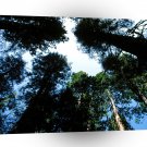 Forest Redwoods Sequoias A1 XLarge Canvas