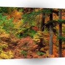 Forest Russeted Woodl Cascade Mountains A1 XLarge Canvas