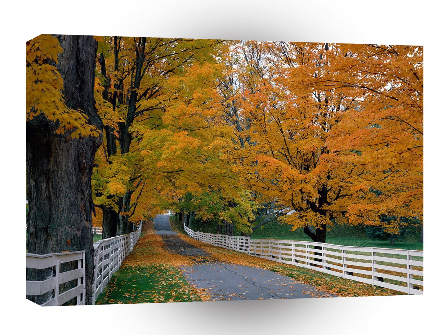 Forest Scenic Backroad A1 XLarge Canvas