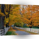 Forest Scenic Backroad A1 XLarge Canvas