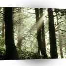 Forest Shimmering Rays Coast A1 XLarge Canvas