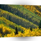 Forest Splash Of Gold Maroon Valley White River A1 XLarge Canvas