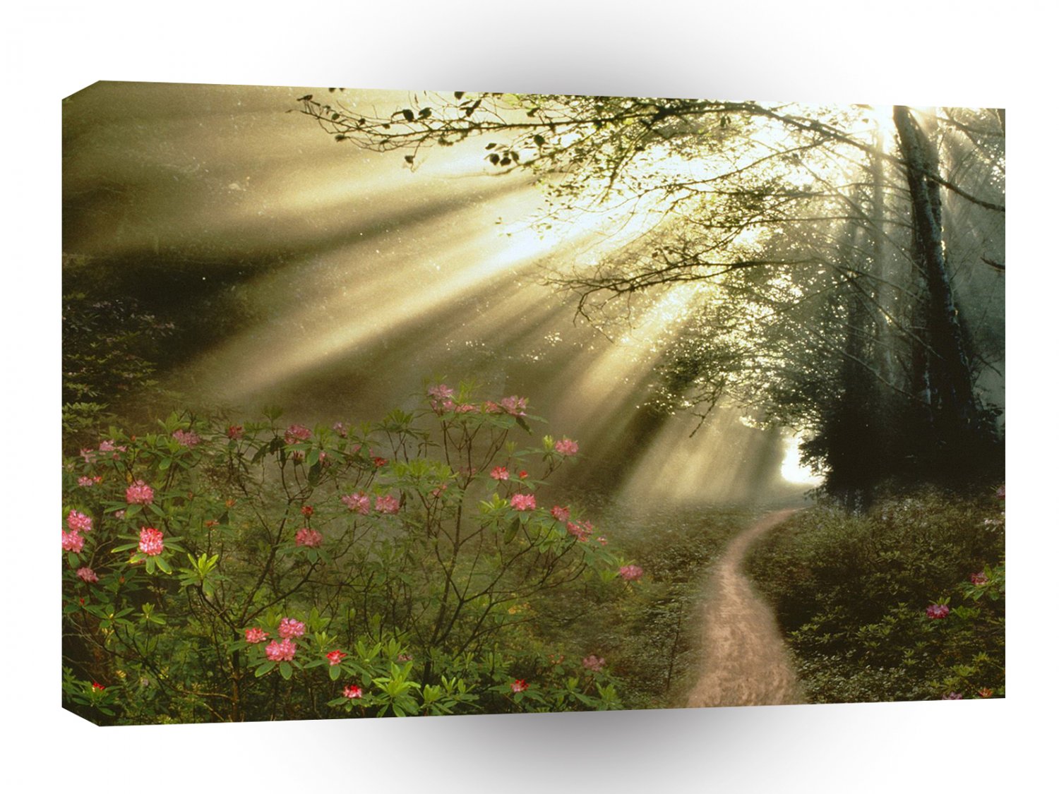 Forest Streaming Sunbeams A1 XLarge Canvas