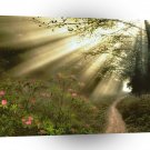 Forest Streaming Sunbeams A1 XLarge Canvas