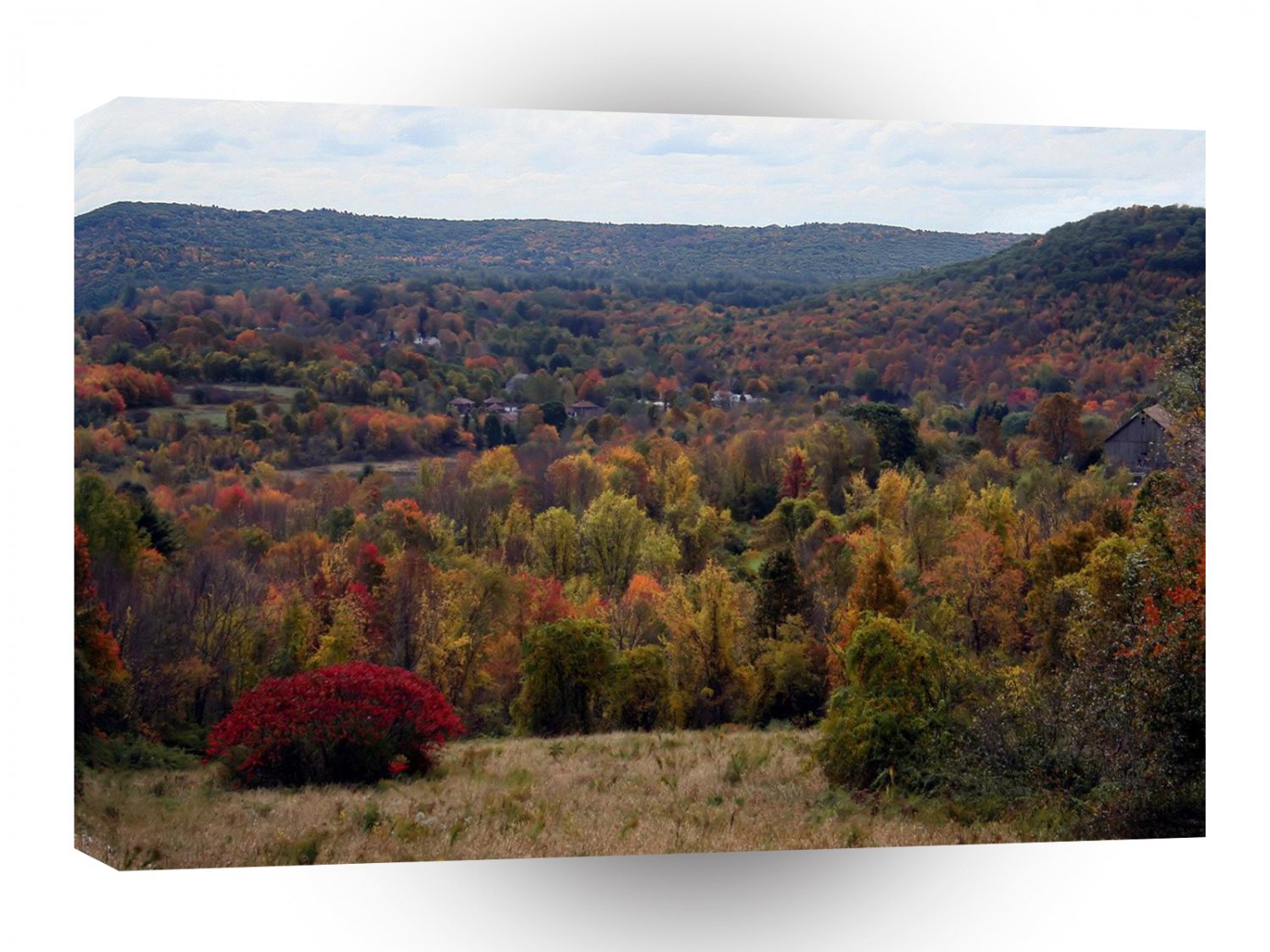 Forest Stretch For Miles A1 XLarge Canvas