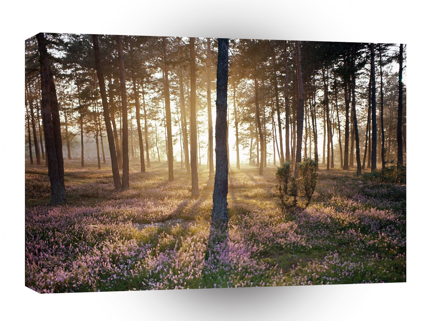 Forest Sunlight Wild Floor A1 XLarge Canvas