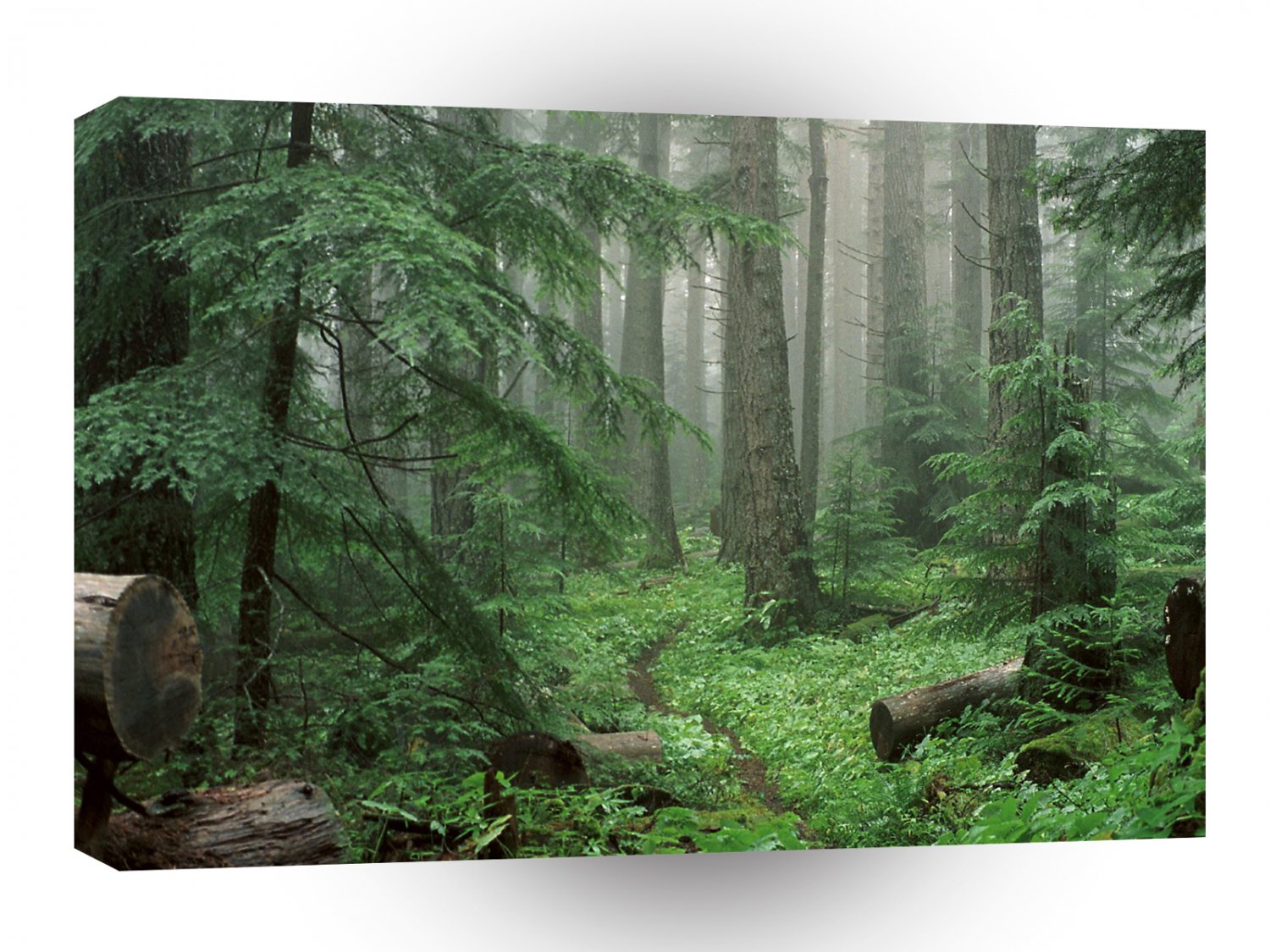 Forest Through Mist To Royal Basin Olympic A1 XLarge Canvas