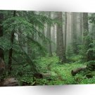 Forest Through Mist To Royal Basin Olympic A1 XLarge Canvas