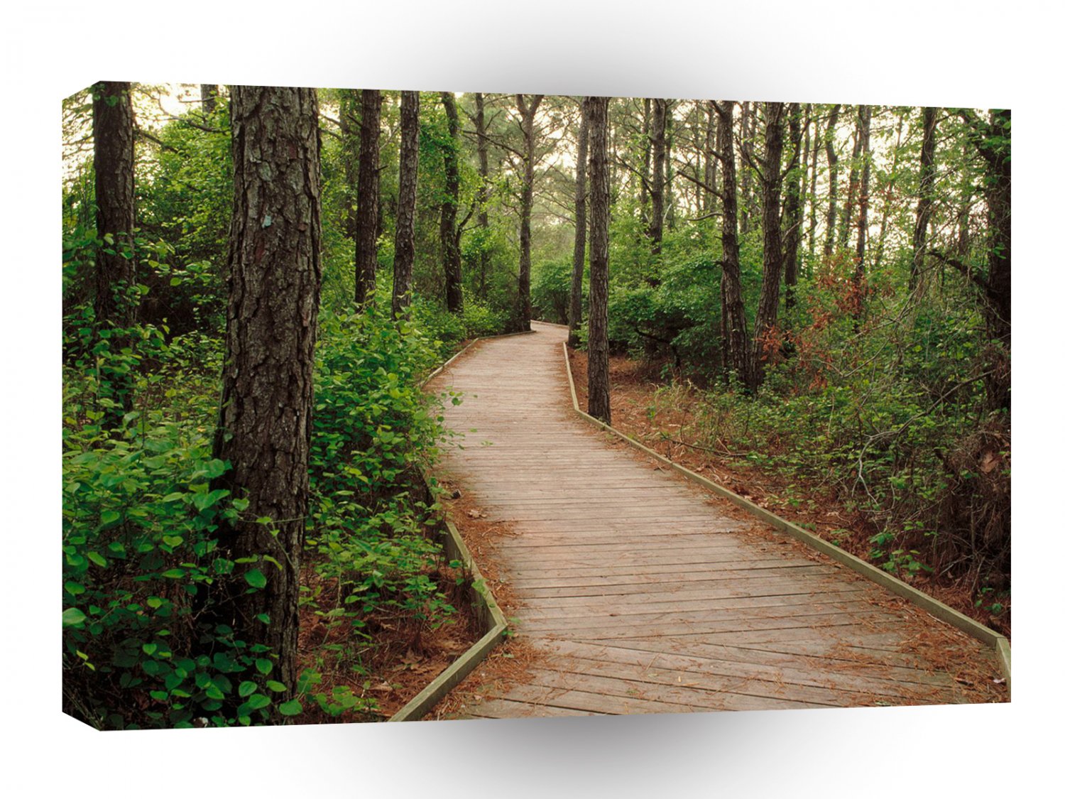 Forest Trail Assateague Island A1 XLarge Canvas