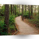 Forest Trail Assateague Island A1 XLarge Canvas