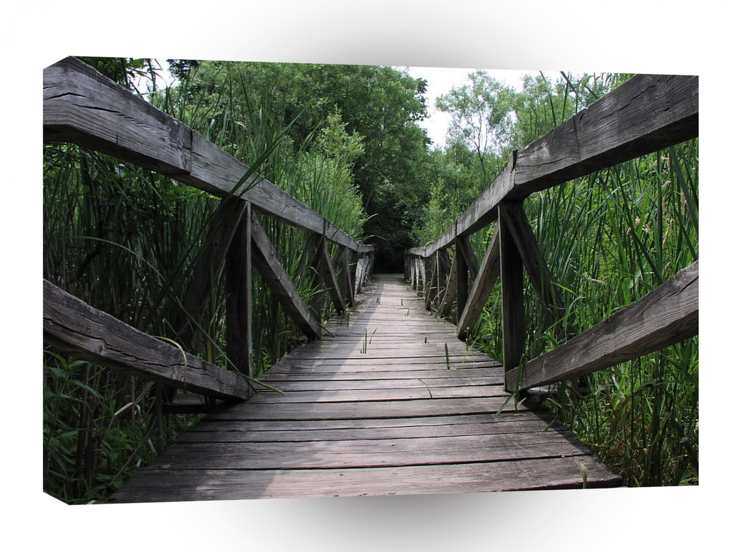 Forest Walkway To Unknown A1 XLarge Canvas