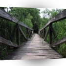 Forest Walkway To Unknown A1 XLarge Canvas