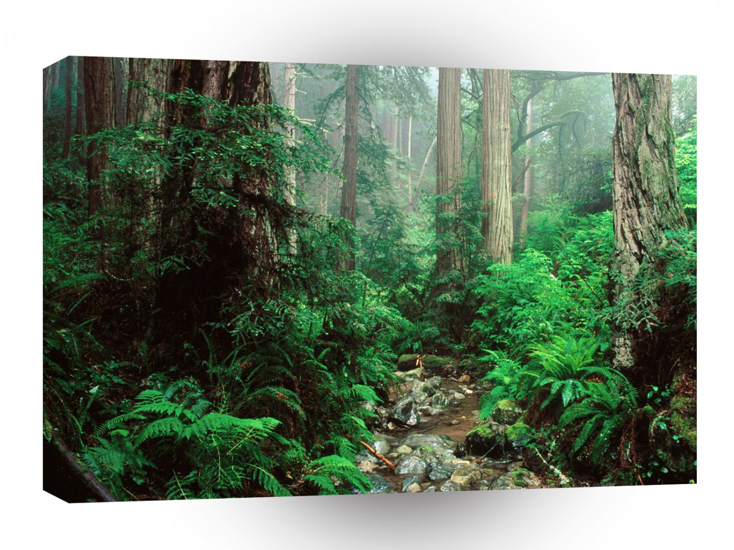 Forest Webb Redwoods Mount Tamalpais Park A1 XLarge Canvas