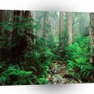 Forest Webb Redwoods Mount Tamalpais Park A1 XLarge Canvas