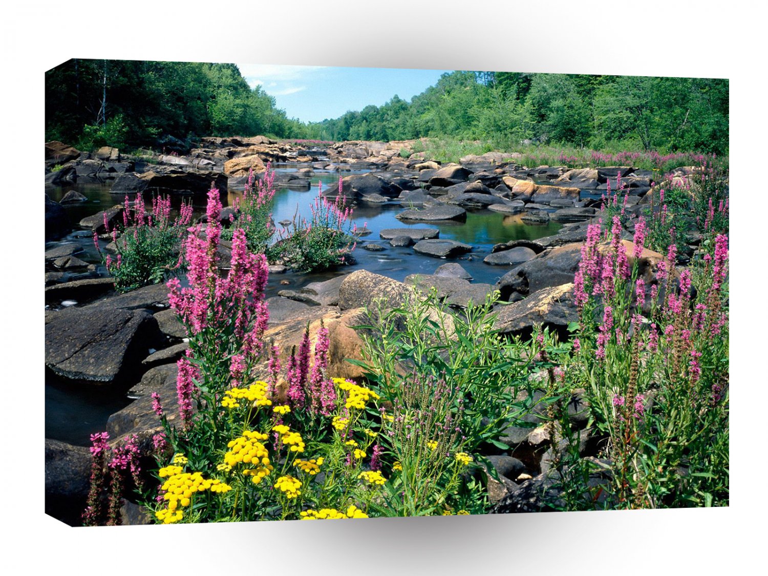 Forest Wisconsin River A1 XLarge Canvas