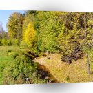 Forest Yellow Brick Path A1 XLarge Canvas