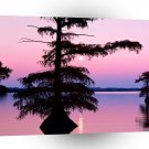 Lake Bald Cyprus Trees Reelfoot Tennessee A1 XLarge Canvas