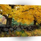 Autumn A Golden Season In New England A1 XLarge Canvas