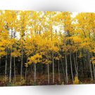 Autumn Aspen And Birch Denali Alaska A1 XLarge Canvas