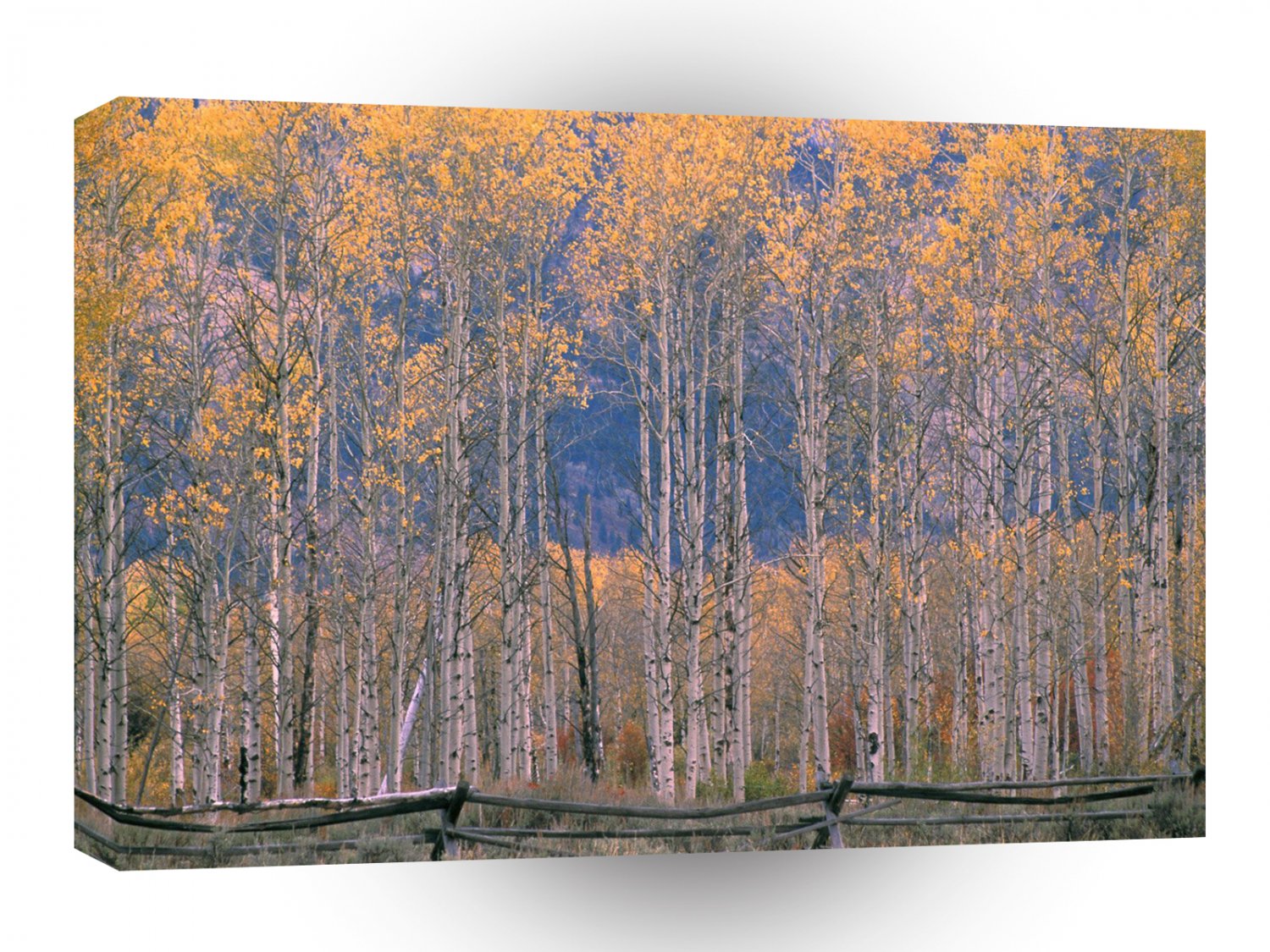 Autumn Aspen Splendor Jackson Hole Wyoming A1 XLarge Canvas