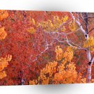 Autumn Aspen Trees City Of Rocks Idaho A1 XLarge Canvas