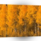 Autumn Aspen Trees Montana A1 XLarge Canvas