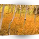 Autumn Aspens And Windblown Grasses Idaho A1 XLarge Canvas