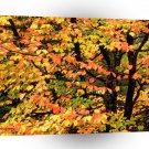 Autumn Beech Tree In Park Portland Oregon A1 XLarge Canvas