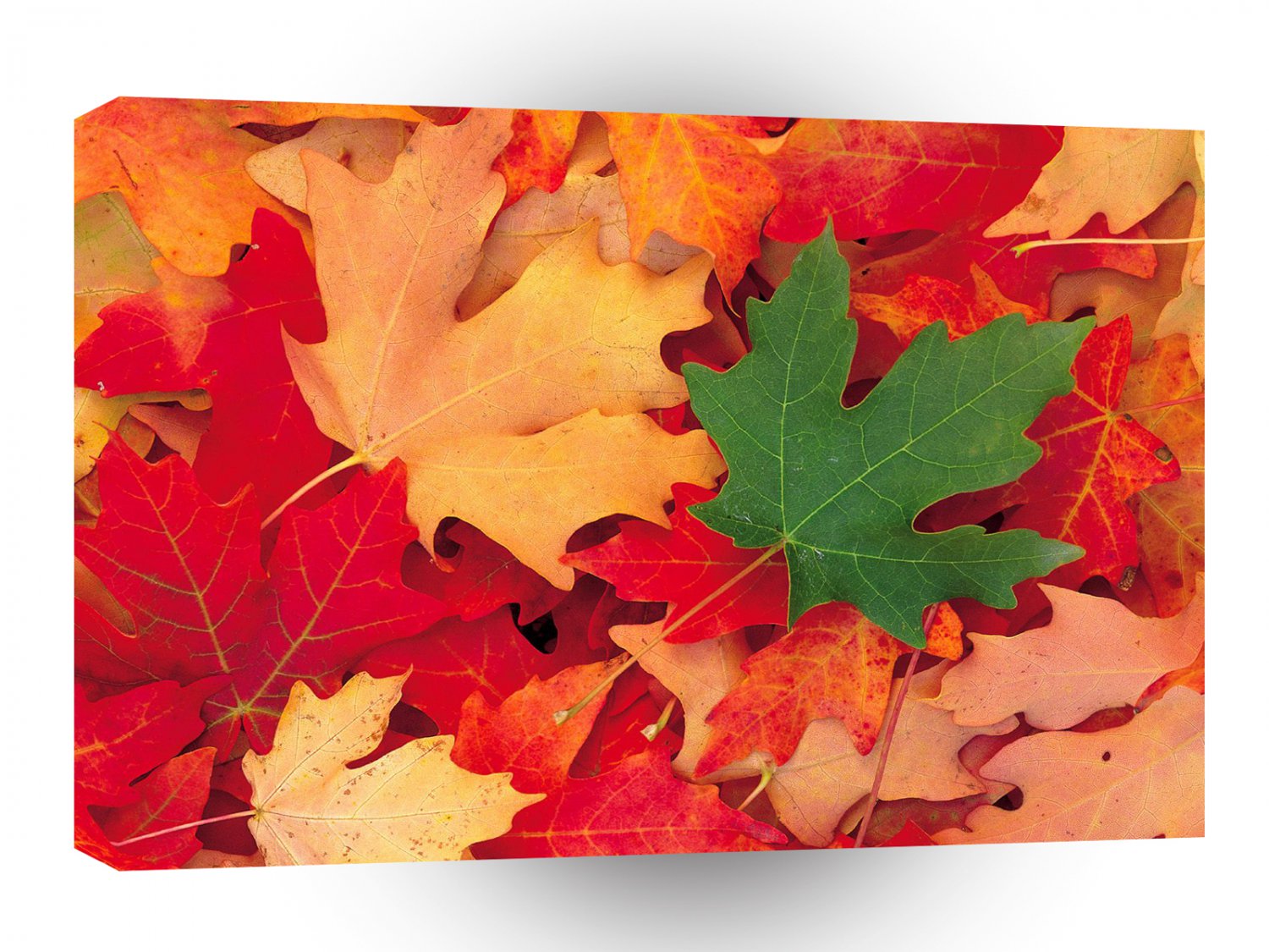 Autumn Dixie Forest Utah A1 XLarge Canvas
