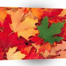 Autumn Dixie Forest Utah A1 XLarge Canvas