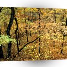 Autumn Forest Percy Warner Park A1 XLarge Canvas