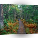 Autumn Fundy New Brunswick A1 XLarge Canvas