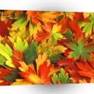 Autumn Kaleidoscope Of A1 XLarge Canvas