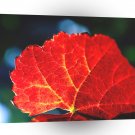 Autumn Leaf In Vineyards A1 XLarge Canvas