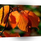 Autumn Leaves A1 XLarge Canvas