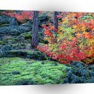 Autumn Mckenzie Lava Fields Willamette Forest Oregon A1 XLarge Canvas