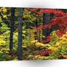 Autumn Michigan A1 XLarge Canvas