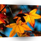 Autumn Of A1 XLarge Canvas