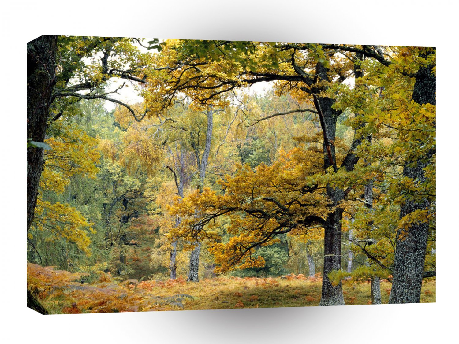 Autumn Old Growth Forest Scottish Highlands A1 XLarge Canvas