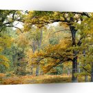 Autumn Old Growth Forest Scottish Highlands A1 XLarge Canvas