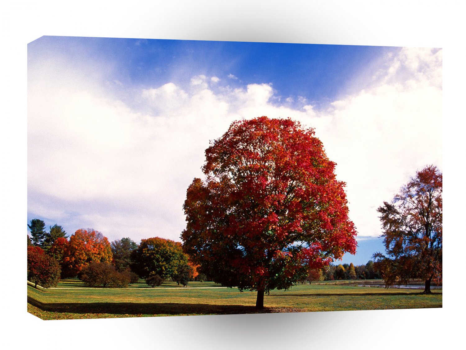 Autumn Red Maple Tree Forest Clermont Kentucky A1 XLarge Canvas