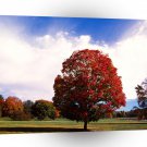 Autumn Red Maple Tree Forest Clermont Kentucky A1 XLarge Canvas