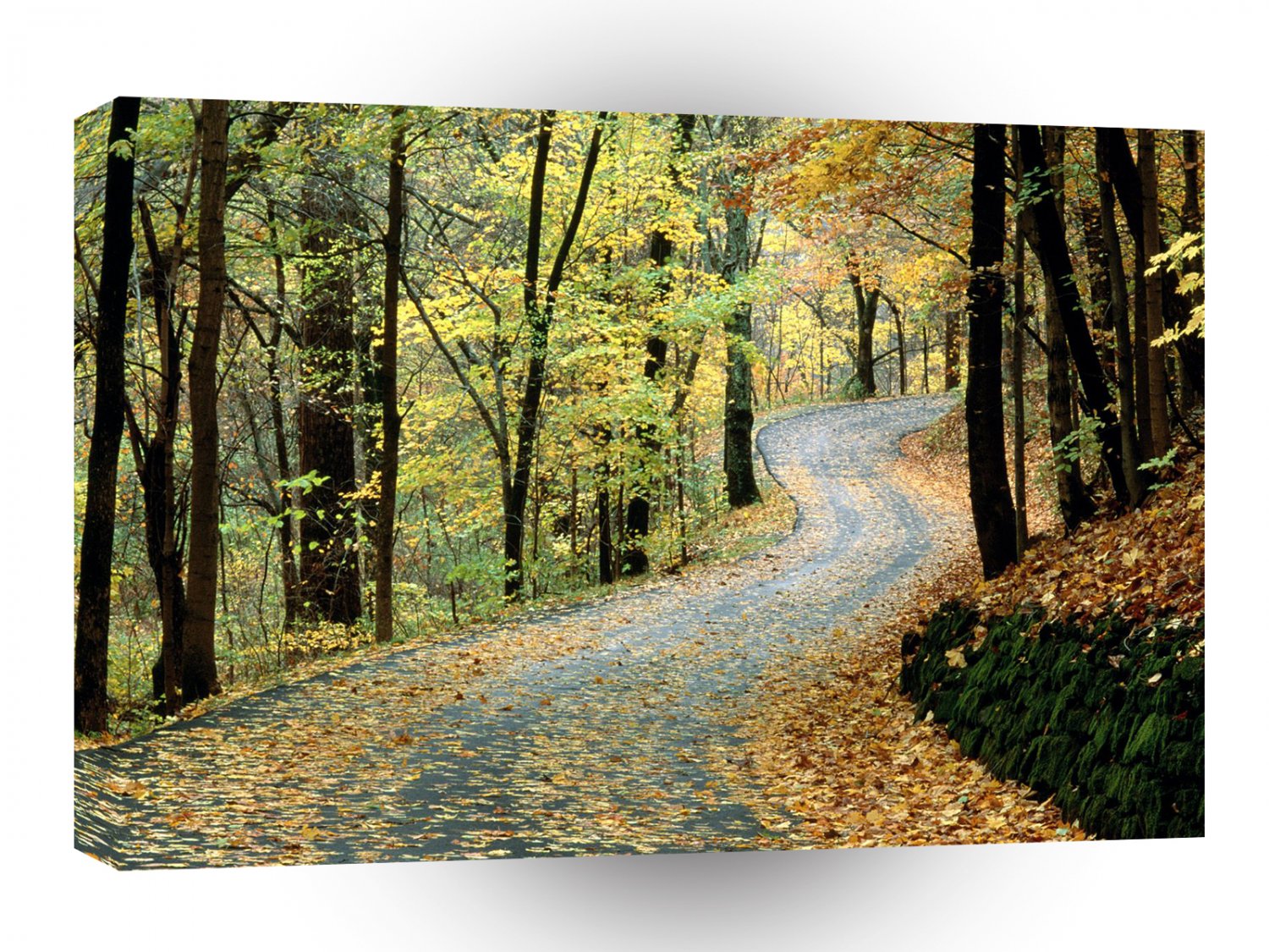Autumn Road Percy Warner Park A1 XLarge Canvas