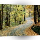 Autumn Road Percy Warner Park A1 XLarge Canvas
