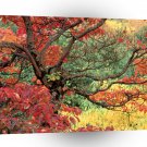 Autumn Sassafras In Hoyt Portland Oregon A1 XLarge Canvas