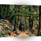 Autumn Silver State Park Oregon A1 XLarge Canvas